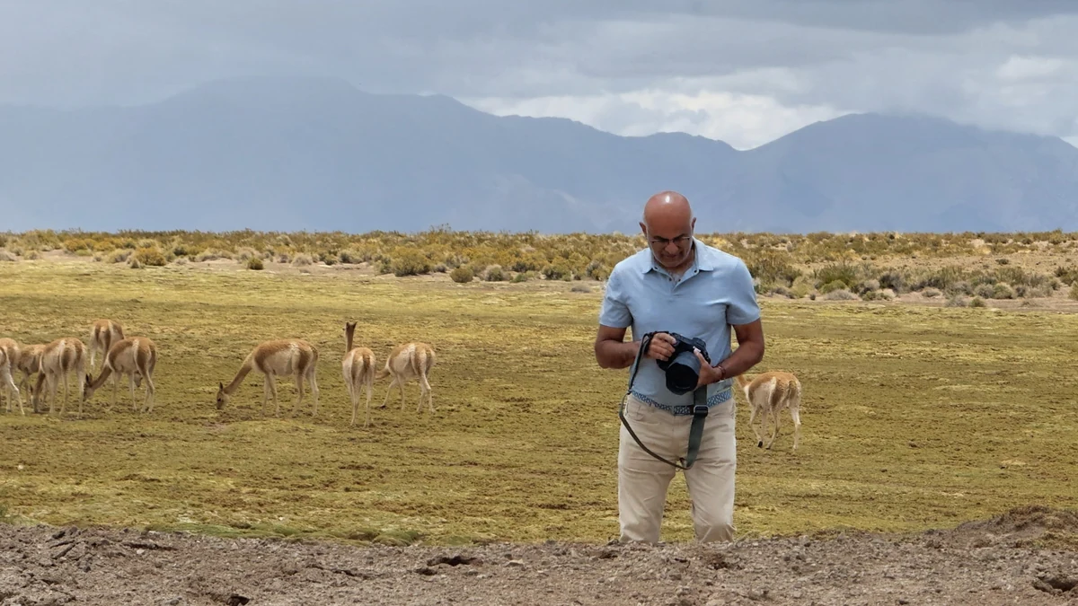 A traveller photographing vicuñas on the Puna